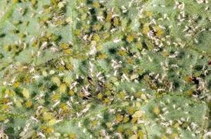 uploads/images/pest/melon aphids.jpg